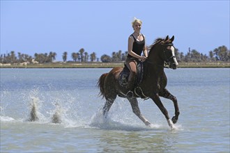 Riding holiday, Djerba, Tunisia, swimming with horses, riding, sea, Africa