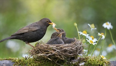 Animal, bird, blackbird, Turdus merula, at the nest, feeding the young birds, AI generated, AI