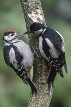 Great spotted woodpecker (Dendrocopos major), adult bird feeding young, Emsland, Lower Saxony,