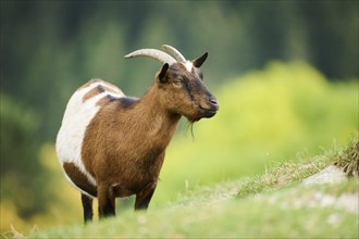 Domestic goat (Capra hircus), standing on a meadow, wildlife Park Aurach near Kitzbuehl, Austria,