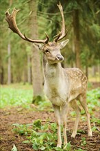 European fallow deer (Dama dama) stag standing in a forest, Bavaria, Germany, Europe