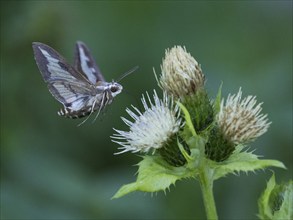 Bedstraw hawk-moth (Hyles gallii), feeding on nectar from a Marsh thistle flower (Cirsium