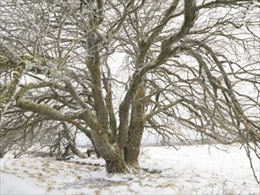 Willow Tree, (Salix sp.) covered in frost and snow, November, beside the crossroad Hochrhönstrasse