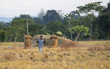 Farmer carries harvested rice paddy, in a rice agricultural field, in Bokakhat, India, on 1