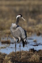 Common crane (Grus grus), Hornborga, Sweden, Europe