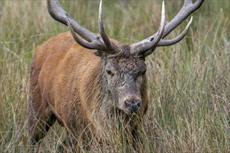 Red deer (Cervus elaphus) close-up of stag with big antlers walking through tall grass in grassland