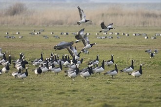 Barnacle Geese (Branta leucopsis), flock of adult birds on a field, alert and about to take off in