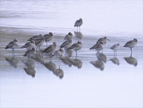 Eurasian Curlew (Numenius arquata), a flock of migratory birds resting in shallow water of the