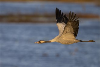 Crane (Grus grus), Hornborgorsjön, Sweden, Europe