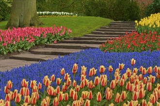 Steps of a park with tulips (Tulipa), and grape hyacinths (Muscari), fringed, spring, Keukenhof,