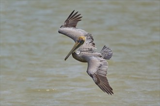 Brown Pelican, (Pelecanus occidentalis), Brown Pelican, approaching to fish in the sea, Flamingo,