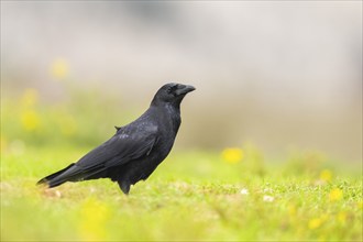 Common raven (Corvus corax) on a flowering meadow in autumn, Pyrenees, Catalonia, Spain, Europe