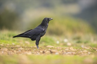 Common raven (Corvus corax) on a meadow in autumn, Pyrenees, Catalonia, Spain, Europe