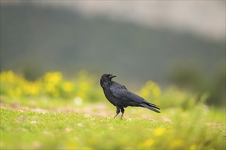 Common raven (Corvus corax) on a flowering meadow in autumn, Pyrenees, Catalonia, Spain, Europe