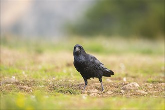 Common raven (Corvus corax) on a meadow in autumn, Pyrenees, Catalonia, Spain, Europe