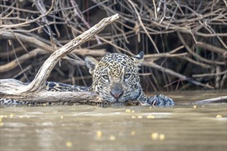 Jaguar (Panthera onca), in the water, resting its head on a branch, North Pantanal, Barão de