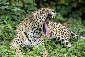 Jaguar (Panthera onca), yawning, showing tongue and teeth, North Pantanal, Barão de Melgaço,