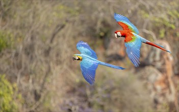 Yellow-breasted Macaw (Ara ararauna) and Green-winged Macaw (Ara chloropterus), Buraco das Araras,