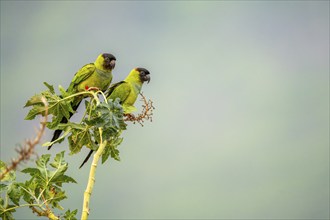 Two Nanday parakeets (Aratinga nenday), sitting one behind the other on a shrub, South Pantanal,