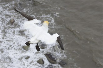 Northern gannet (Morus bassanus) adult bird flying over the sea, England, United Kingdom, Europe