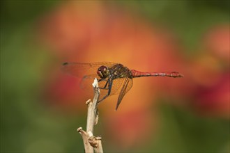 Ruddy darter dragonfly (Sympetrum sanguineum) adult male insect resting on a garden plant stem,