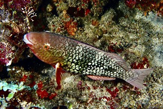 A brightly coloured fish with scaly patterns, nose hump parrotfish (Scarus rubroviolaceus) female,