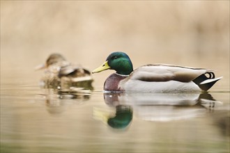 Wild duck (Anas platyrhynchos) male swimming on a lake, Bavaria, Germany, Europe