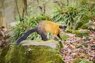 Yellow-throated marten (Martes flavigula) on a rock, Germany, Europe