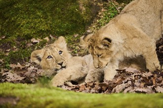 Asiatic lion (Panthera leo persica) cubs playing with each other, captive