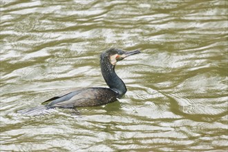 Great cormorant (Phalacrocorax carbo) swimming on a lake, Bavaria, Germany, Europe