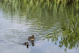 Mallard, (Anas platyrhynchos), female with young, Giethoorn, Netherlands