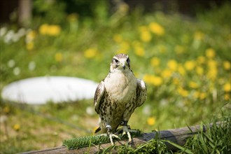 Greifenstein Castle Falcon from the castle falconry, ., Greifenstein, Thuringia, Germany, Europe