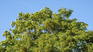 Wind in a Maple tree (Acer platanoides) leaf and fruit in Ystad, Scania, Sweden, Scandinavia,