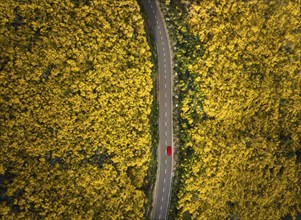 Aerial view of road with red car among yellow Cytisus blooming shrubs near Pico do Arieiro,