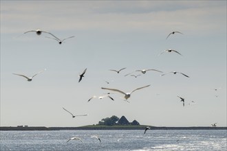 Seagulls in flight, in the background Hallig Hooge, North Frisia, Schleswig-Holstein, Germany,