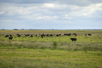 A vast landscape with a herd of water buffaloes under a cloudy sky, Lake Neusiedl National Park,