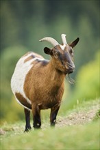 Domestic goat (Capra hircus), standing on a meadow, wildlife Park Aurach near Kitzbuehl, Austria,