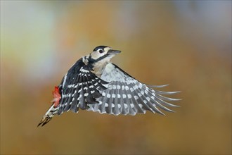 Great spotted woodpecker (Dendrocopus major), in flight, wildlife, woodpeckers, nature photography,