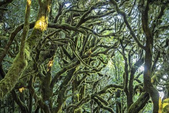 Forest in Garajonay National Park, UNESCO World Heritage Site on the island of La Gomera, Canary