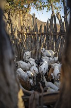 Goats, fenced young animals in a kraal, traditional Himba village, Kaokoveld, Kunene, Namibia,