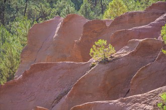 Small conifer and ochre rock of Roussillon, Département Vaucluse, France, Europe