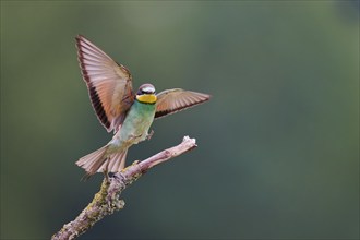 Bee-eater in flight (Merops apiaster) Lower Saxony, Germany, Europe