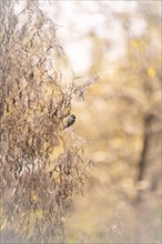 Blue tit (Cyanistes caeruleus) hanging in dried branches, looking for food, autumn, incidence of