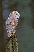 Barn owl (Tyto alba) Bavaria, Germany, Europe