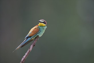 Bee-eater (Merops apiaster) Lower Saxony, Germany, Europe