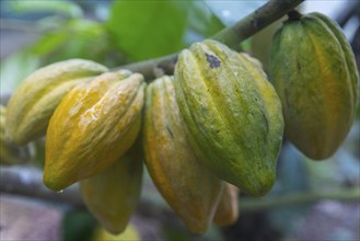 Cocoa fruit on a tree, cocoa (Theobroma cacao), Costa Rica, Central America