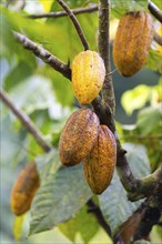 Cocoa fruit on a tree, cocoa (Theobroma cacao), Costa Rica, Central America