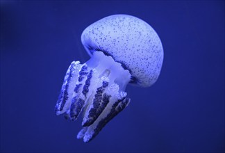 Root mouth jellyfish or blubber jellyfish (Catostylus townsendi) in a tank of the Bang Saen