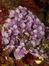 Purple Coarse Spiny Sponge (Dysidea avara) on an underwater rock, dive site Marine Protected Area