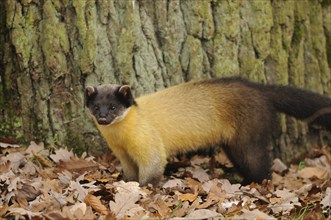 A marten with yellow fur stands in the forest in front of a tree trunk in autumn foliage, coloured